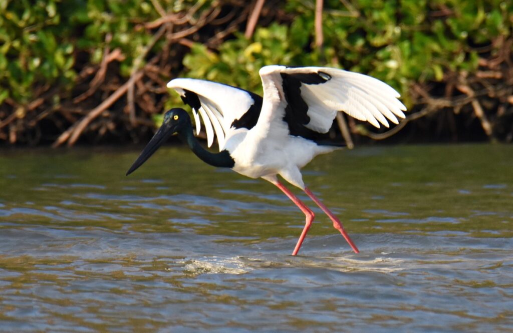 Black-Necked-Stork-Jabiru-at-the-mouth-of-the-King-George-River-Medium